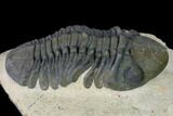 Detailed, Reedops Trilobite - Atchana, Morocco #165890-5